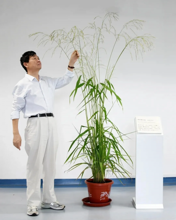 這項從&OpenCurlyDoubleQuote;0&rdquo;到&OpenCurlyDoubleQuote;1&rdquo;的突破靠的竟是馴化野生水稻？