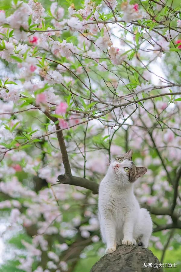 人間四月芳菲盡