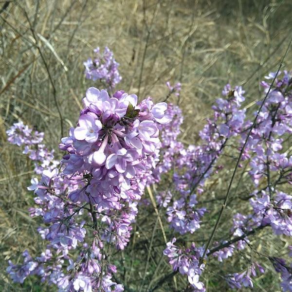 100種有毒的花和果，生活中很常見，出門要小心，避免受傷害