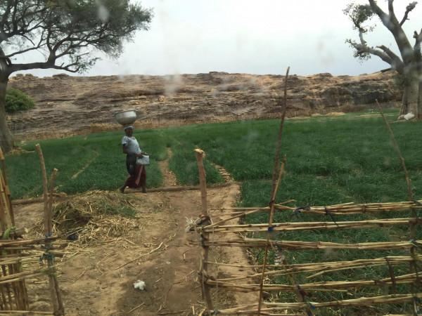 非洲採風42：馬裡（3）、去世界文化自然雙遺產邦賈加拉懸崖山寨