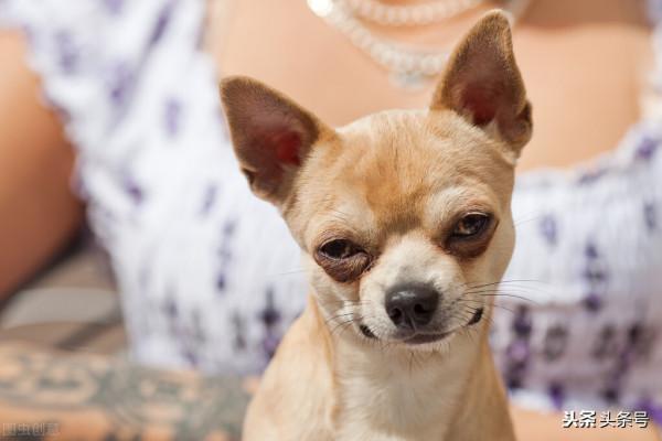 狗狗冷知識 狗狗冷知識