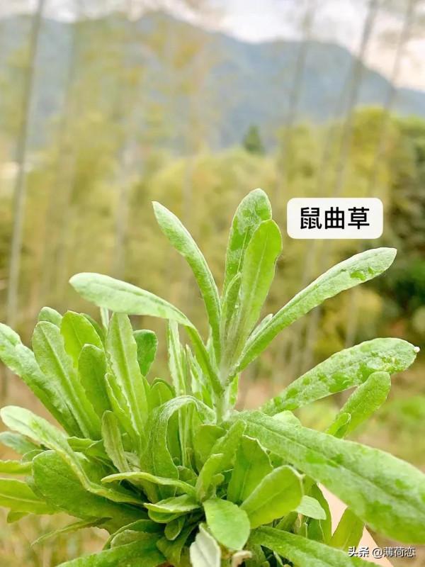 集娛樂與美味於一身的美食——鼠曲粿 集娛樂與美味於一身的美食——鼠曲粿