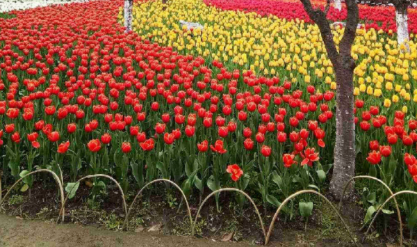 園藝新人入門養花就種“球”，降溫盆栽這3款，好看又好活