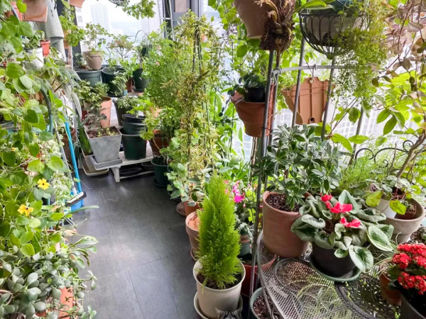 封閉陽臺也爆花!4個優秀案例,面積2.4m²-9m²,總有一個給你靈感 封閉陽臺也爆花!4個優秀案例,面積2.4m²-9m²,總有一個給你靈感