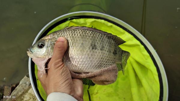 這6種“傷人魚”是最傷人的，很多釣友被刺過，釣到要注意了