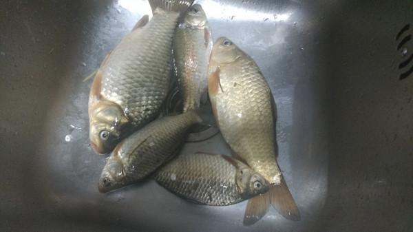 節後首釣喜獲大板鯽，高興之餘有點遺憾