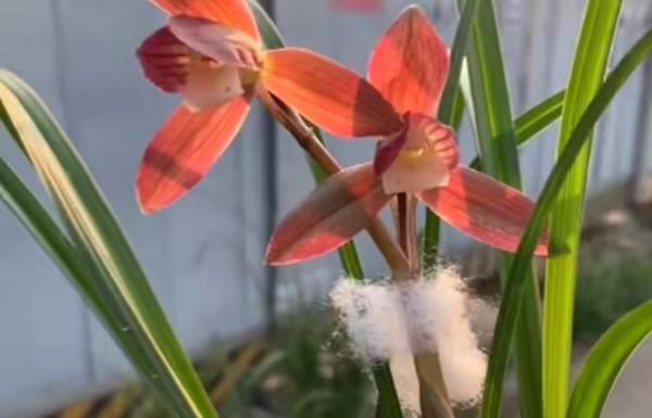 四川早年發掘的一顆春劍瓣型紅花素，現在成為市場熱門精品