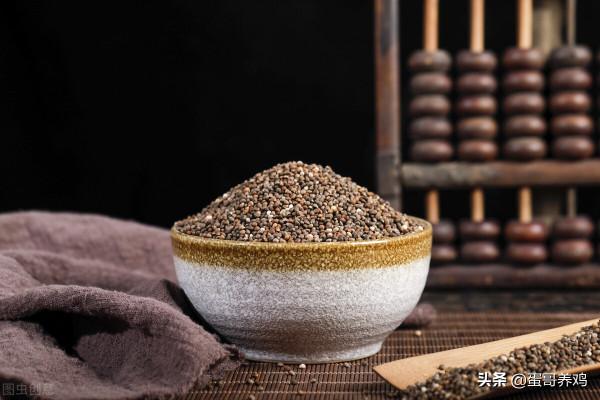 老獸醫：紫蘇全身上下都是寶，這樣用價值高，解決養雞人3大煩惱