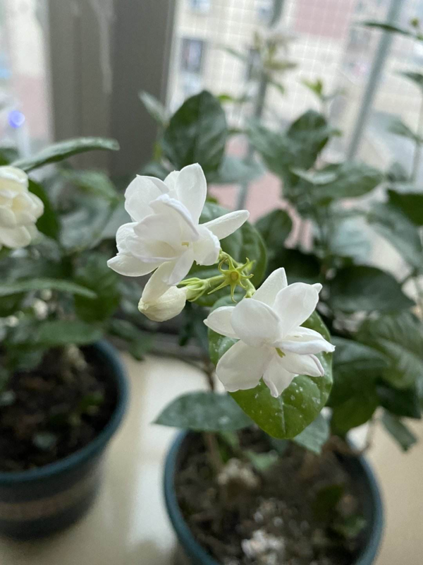 冬天要多喝花茶，暖身子也養身子，關鍵是還不用花錢