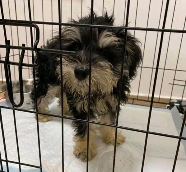 小狗在紙箱裡“哭泣”，女孩見它可憐出手，半年後，才發現撿到寶