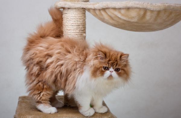波斯貓經常掉毛，這6個方法，管用