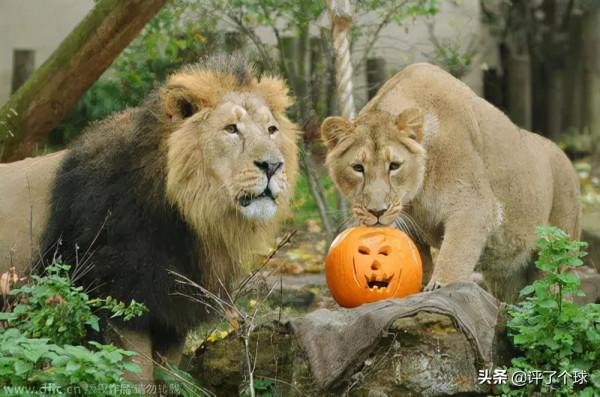 寓言故事：老南瓜控訴獅子肆意擴大領地，破壞生態平衡