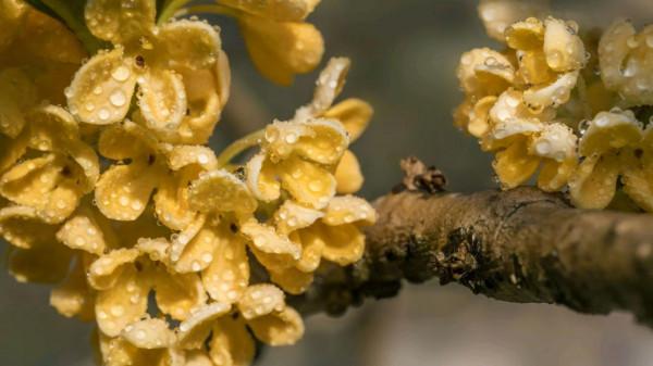 窗前誰浸木犀黃。兩首傷而不悲的閨怨詞,讓人心生美好 窗前誰浸木犀黃。兩首傷而不悲的閨怨詞,讓人心生美好