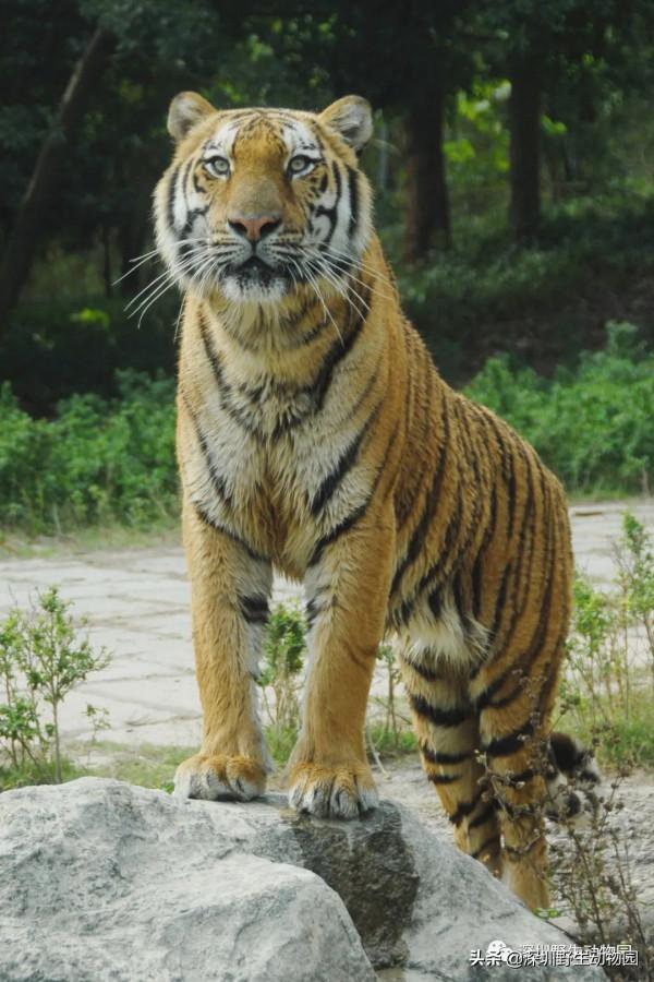 今年的一切以&OpenCurlyDoubleQuote;大橘&rdquo;為重