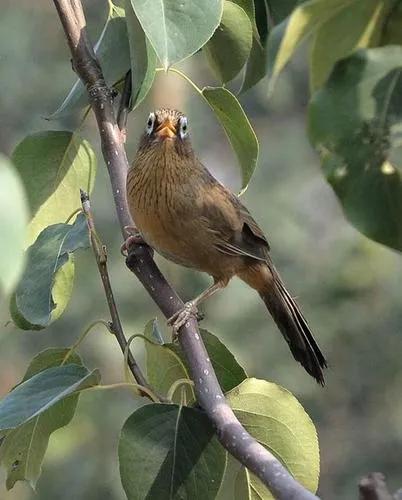 分享鳥類圖片-畫眉鳥