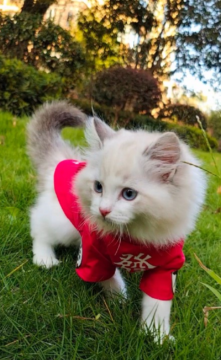 貓平時注意多注意這些,以後會避免很多不必要的疾病 貓平時注意多注意這些,以後會避免很多不必要的疾病