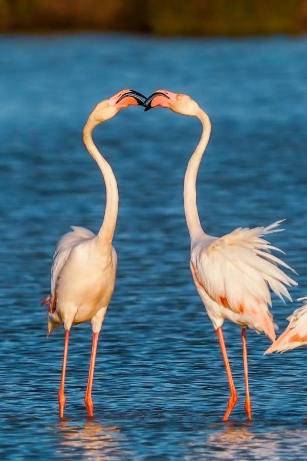 照片故事~火烈鳥 照片故事~火烈鳥