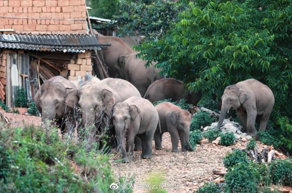 極小種群物種之亞洲象 極小種群物種之亞洲象