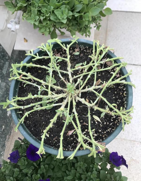 矮牽牛花，要想開花爆盆，就要大剪大修，有舍才有得