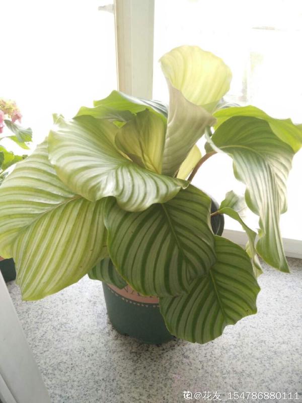 最像青蘋果的綠植,這5步做好,打造室內“青蘋果樂園” 最像青蘋果的綠植,這5步做好,打造室內“青蘋果樂園”