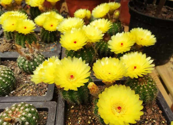 4種&OpenCurlyDoubleQuote;漂亮花&rdquo;，一個冬天不澆水死不了，開春反而長得更旺