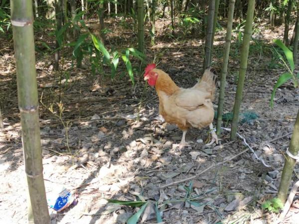 RedMi K30S至尊紀念版，繼小米6之後的又一款釘子戶機子