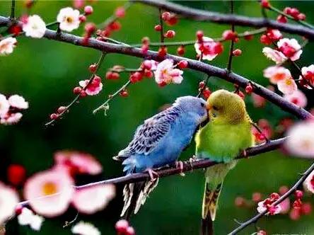 分享圖片：精美絕倫的鳥兒。顏色鮮豔，姿態優美，太招人喜歡了