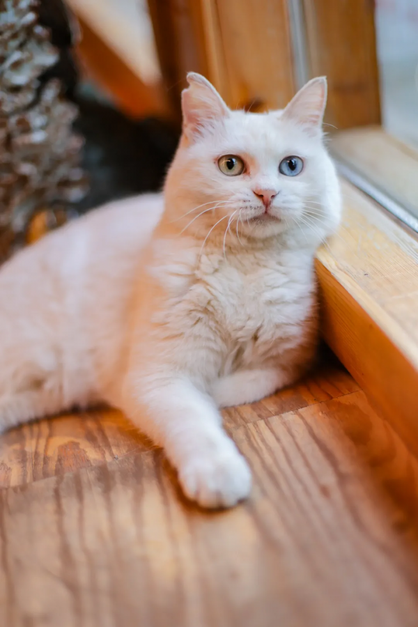 貓咪們如何才能有效防禿？