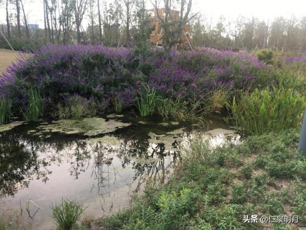 “尋魚”之行 “尋魚”之行