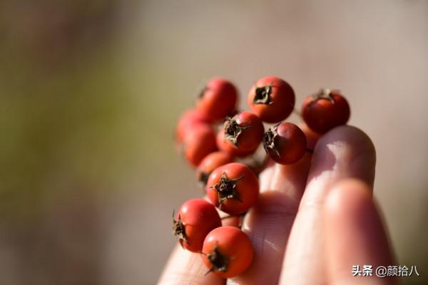 鳥兒們過冬必備 - 紅透整個冬日的迷你山楂果 |園丁