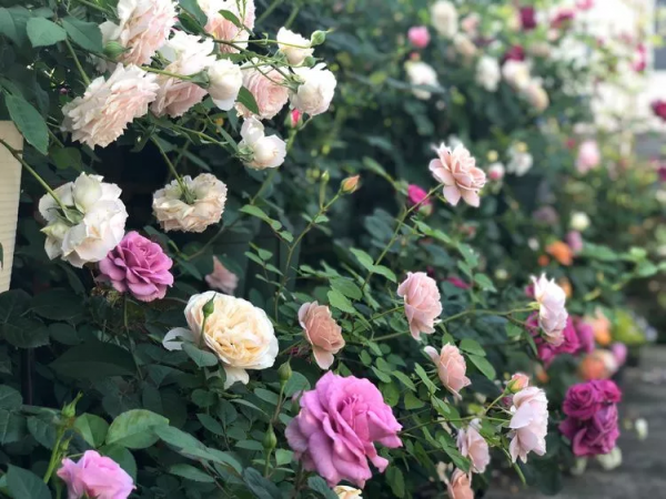 （2019）園丁獎露臺組《003號》一卷花薔 沉澱的時光