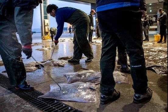 在韓國,洪魚膾是怎麼做到比鯡魚罐頭還臭的? 在韓國,洪魚膾是怎麼做到比鯡魚罐頭還臭的?