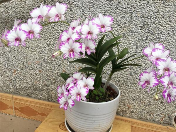 38種超級耐陰的花,沒光也能養爆盆,養在陽臺客廳超有範兒 38種超級耐陰的花,沒光也能養爆盆,養在陽臺客廳超有範兒