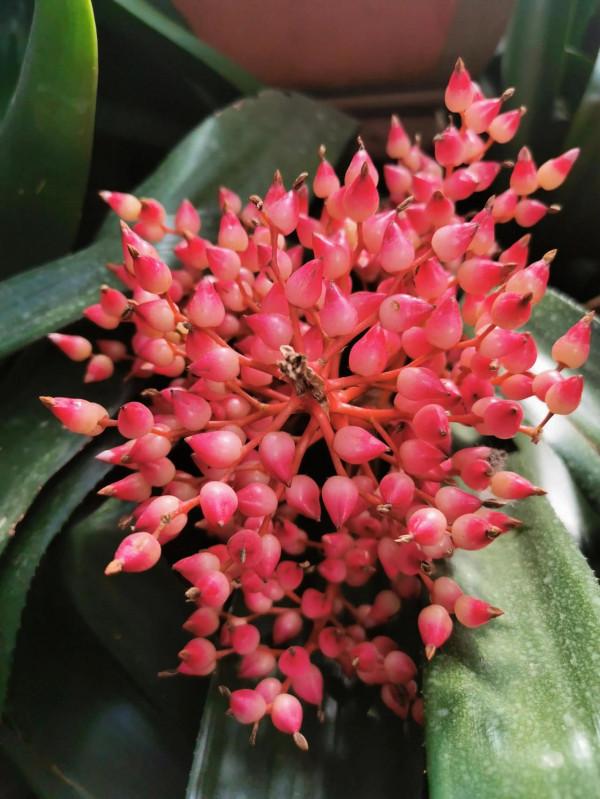 蝴蝶蘭花兒開，美好又可愛