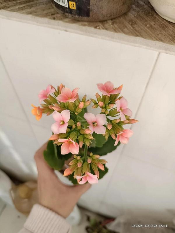 冬天才是賞花天啊