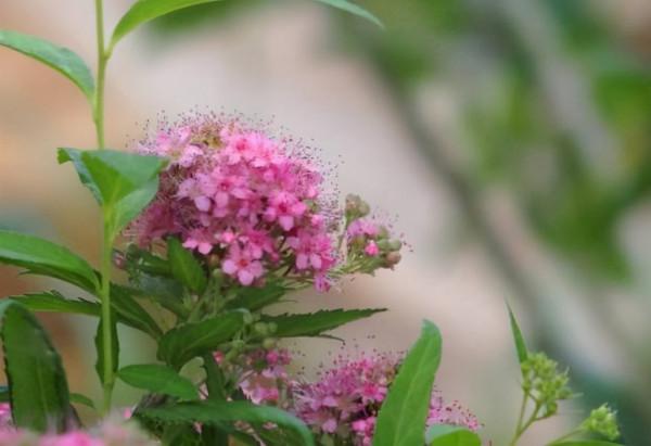 姐姐養了1種“仙花”，開放時淡雅如霧，大家看到都驚讚：太美了