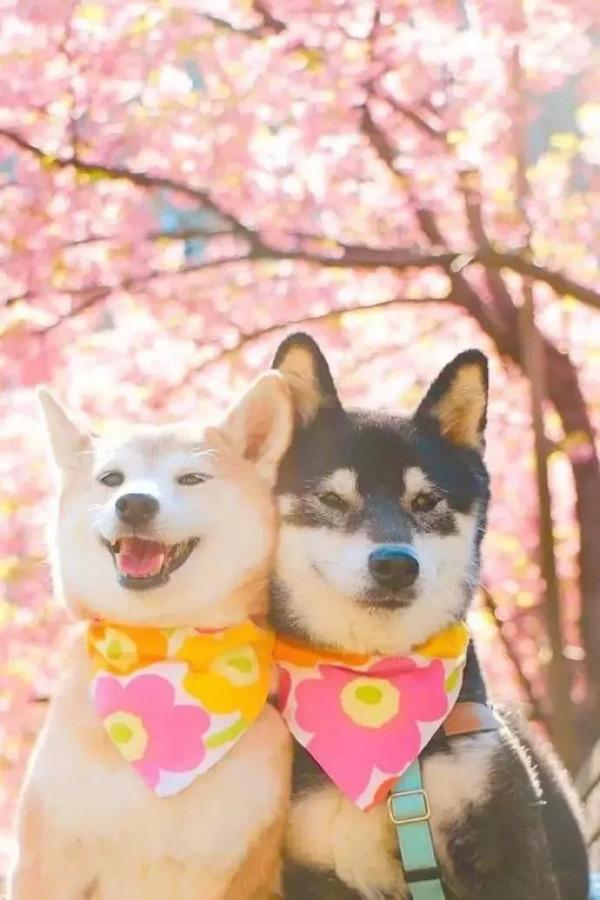 誰能拒絕這麼可愛的狗狗呢 誰能拒絕這麼可愛的狗狗呢