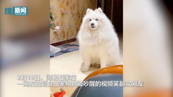 狗子被樓上鄰居吵醒 對著天花板翻白眼嘆氣 一臉無奈表情笑翻網友