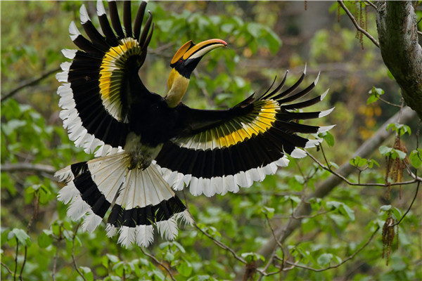 「七彩雲南：萬物共生的奧秘」雙角犀鳥殉情的傳說