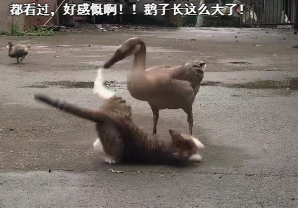 又髒又野,但真招人喜歡 又髒又野,但真招人喜歡