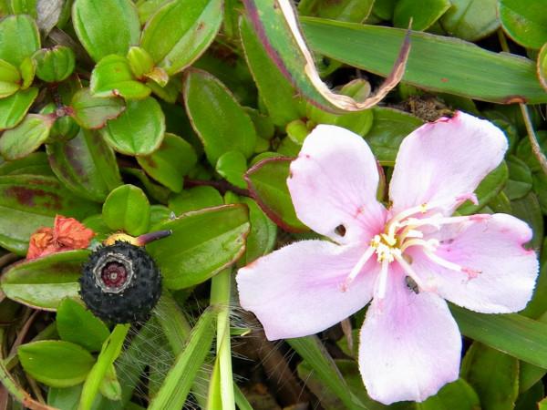 20種美味的野果子,你還記得幾種?一起來認識下,漲知識不吃虧 20種美味的野果子,你還記得幾種?一起來認識下,漲知識不吃虧