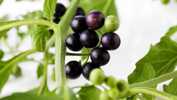 以前農村田地裡常見的一種植物龍葵，農民當成雜草，現在幾近消失