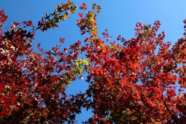 北京玉淵潭公園:深秋美景醉煞人 #秋日好時光##小生活,大財富# 北京玉淵潭公園:深秋美景醉煞人 #秋日好時光##小生活,大財富#