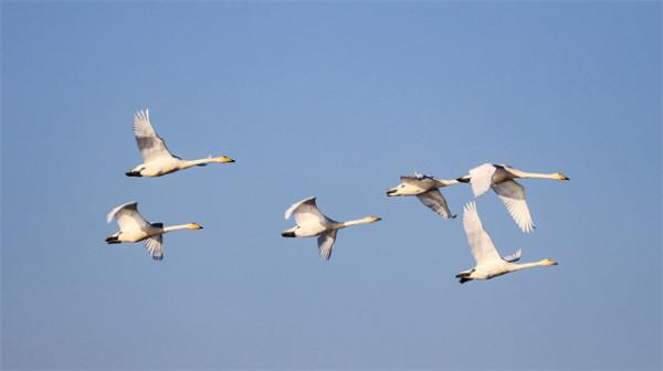 祁連山前天鵝高飛