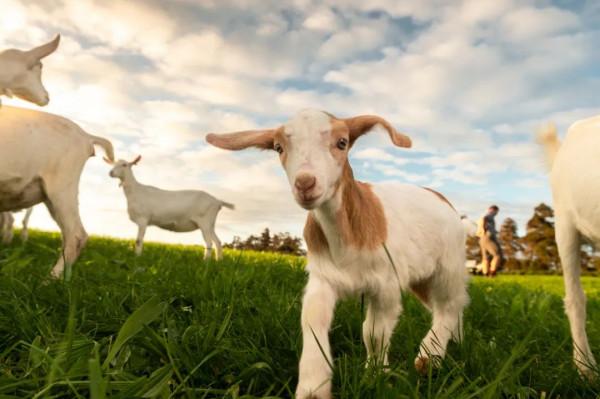 首款紐西蘭進口天然草飼+全羊奶粉！典極全新兒童羊奶粉深度評測