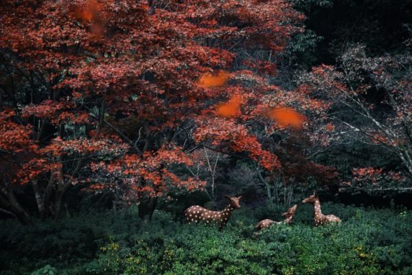 杭州民宿圈又一新作!270°落地玻璃躺看茶園,私享西湖邊避世秘境 杭州民宿圈又一新作!270°落地玻璃躺看茶園,私享西湖邊避世秘境