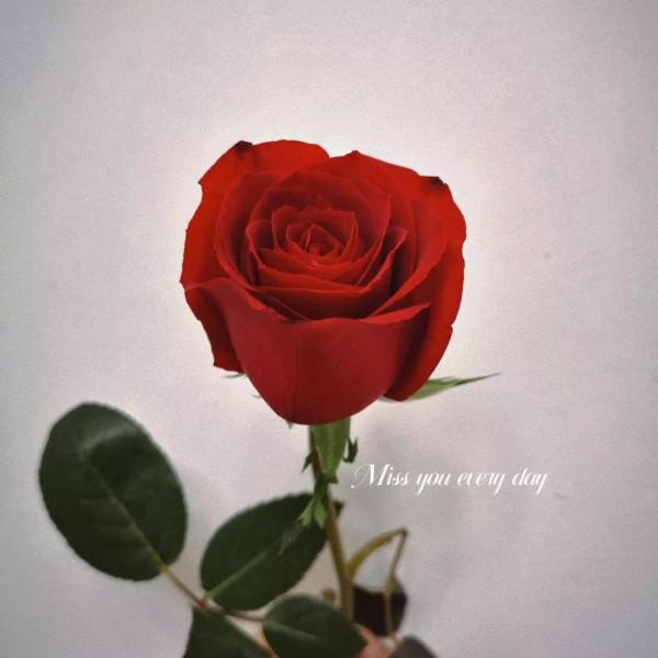 曾經的同學陸陸續續結婚，心情為何焦慮不安？