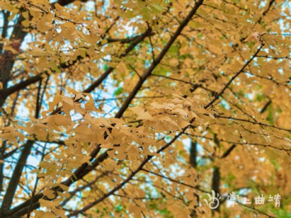 馬龍滿城盡帶黃金甲丨尹路倉/攝 馬龍滿城盡帶黃金甲丨尹路倉/攝