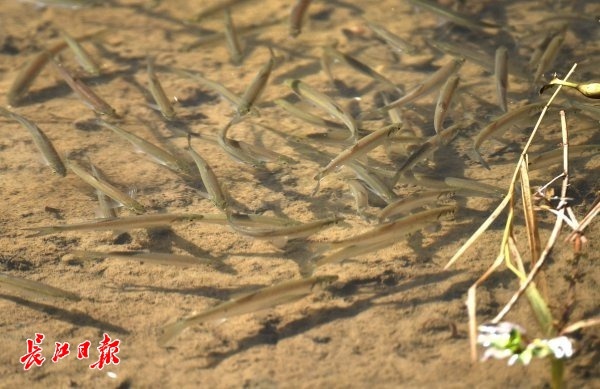 溼地公園響起動物奏鳴曲