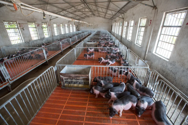 北大豬倌陳生：為什麼95%以上做品牌肉的企業都死了？